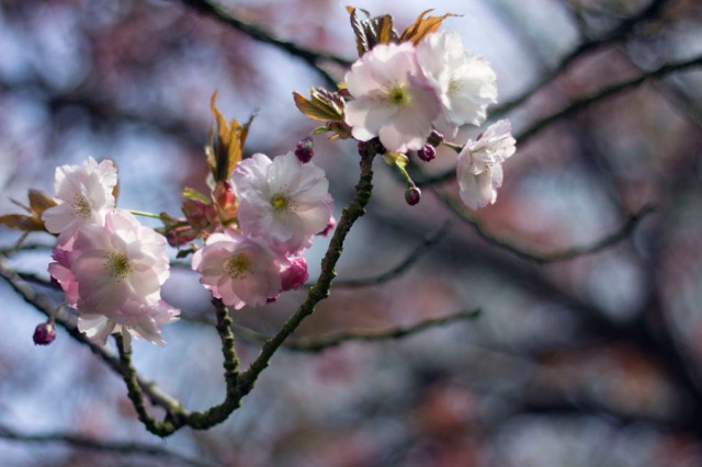 cherry-blossoms_0008