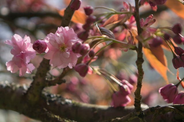 cherry-blossoms_0020